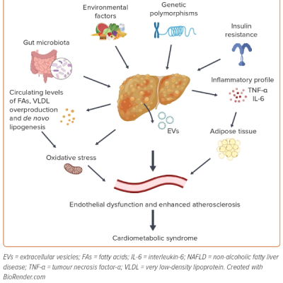Figure 1 Mechanisms Potentially Responsible for Endothelial Dysfunction and Atherosclerosis in Non-alcoholic Fatty Liver Disease